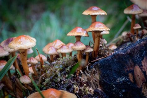 The Benefits of Ordering Magic Mushrooms Online in Bulk